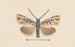 Entomology watercolor Pl042 - George Hudson — artwork view