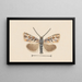 Entomology watercolor Pl042 - George Hudson — framed artwork on a wall