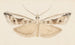 Aquarelle d'entomologie Pl043 - George Hudson — artwork view