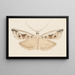 Aquarelle d'entomologie Pl043 - George Hudson — framed artwork on a wall