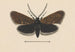 Entomology watercolor Painting Pl045 - George Hudson — artwork view