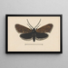 Entomology watercolor Painting Pl045 - George Hudson — framed artwork on a wall