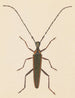 Aquarelle d'entomologie Pl046 - George Hudson — artwork view