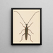 Aquarelle d'entomologie Pl046 - George Hudson — framed artwork on a wall