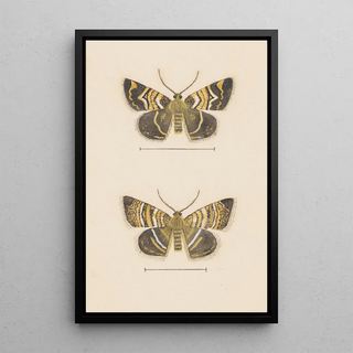 George Hudson - Entomology watercolour Pl047.webp