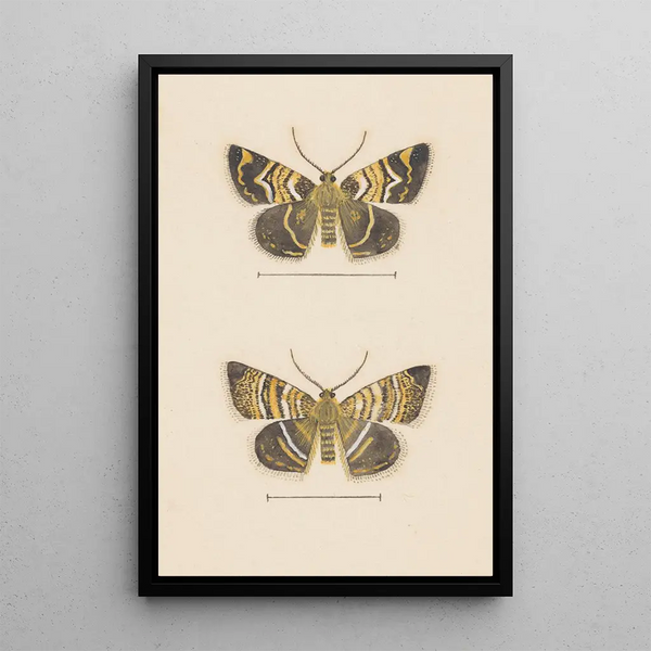 Entomological watercolor painting Pl047 - George Hudson — framed artwork on a wall