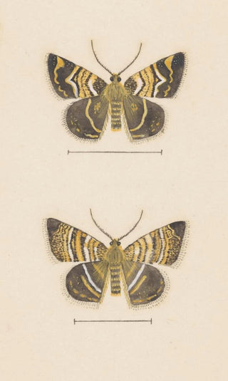George Hudson - Entomology watercolour Pl047.webp