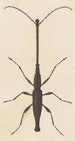 Entomological watercolor painting Pl048 - George Hudson — artwork view
