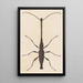 Entomological watercolor painting Pl048 - George Hudson — framed artwork on a wall
