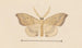 Entomology watercolor Pl050 - George Hudson — artwork view