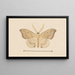 Entomology watercolor Pl050 - George Hudson — framed artwork on a wall