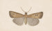 Entomology watercolor Pl054 - George Hudson — artwork view