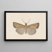 Entomology watercolor Pl054 - George Hudson — framed artwork on a wall