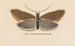 Entomology watercolor Pl055 - George Hudson — artwork view