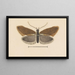 Entomology watercolor Pl055 - George Hudson — framed artwork on a wall