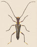 Entomology watercolor painting Pl057 - George Hudson — artwork view