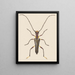 Entomology watercolor painting Pl057 - George Hudson — framed artwork on a wall