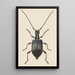 Entomological watercolor painting Pl060 - George Hudson — framed artwork on a wall
