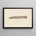 Entomology watercolor Pl061 - George Hudson — framed artwork on a wall