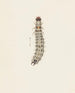 Aquarelle d'entomologie Pl065 - George Hudson — artwork view