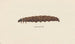 Entomology watercolor Painting Pl068 - George Hudson — artwork view