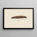 Entomology watercolor Painting Pl068 - George Hudson — framed artwork on a wall