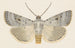 Entomology watercolor Painting Pl070 - George Hudson — artwork view