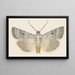 Entomology watercolor Painting Pl070 - George Hudson — framed artwork on a wall