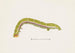Entomology watercolor Painting Pl071 - George Hudson — artwork view