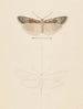 Aquarelle d'entomologie Pl074 - George Hudson — artwork view