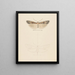 Aquarelle d'entomologie Pl074 - George Hudson — framed artwork on a wall