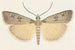 Entomology watercolor Pl076 - George Hudson — artwork view