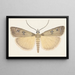 Entomology watercolor Pl076 - George Hudson — framed artwork on a wall
