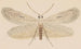 entomology watercolor Pl077 - George Hudson — artwork view