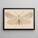 entomology watercolor Pl077 - George Hudson — framed artwork on a wall