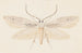 Entomology watercolor painting Pl080 - George Hudson — artwork view
