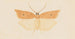 Aquarelle d'entomologie Pl081 - George Hudson — artwork view