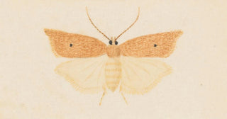 George Hudson - Entomology watercolour Pl081.webp