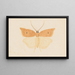 Aquarelle d'entomologie Pl081 - George Hudson — framed artwork on a wall
