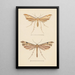 Entomological watercolor painting Pl082 - George Hudson — framed artwork on a wall