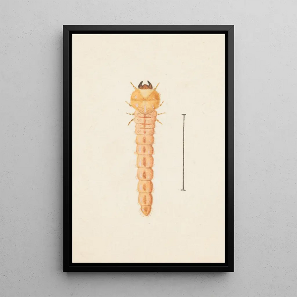 Entomological watercolor painting Pl086 - George Hudson — framed artwork on a wall