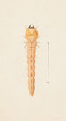 Entomological watercolor painting Pl086 - George Hudson — artwork view