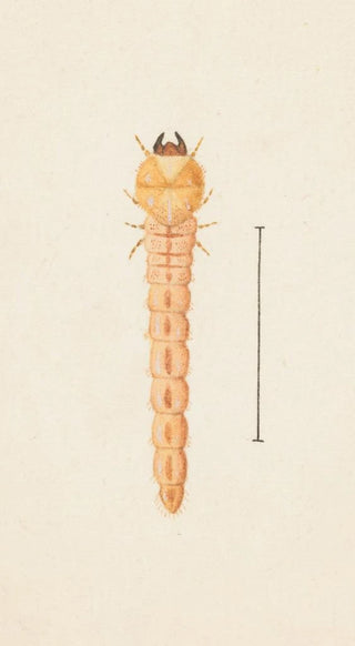 George Hudson - Entomology watercolour Pl086.webp