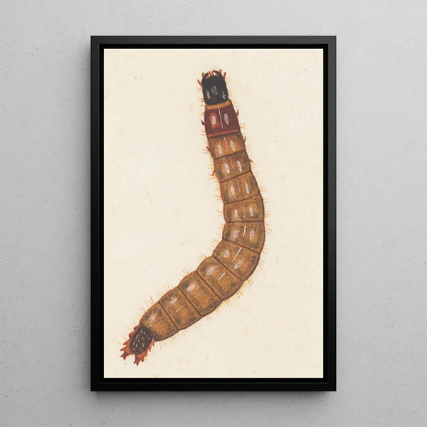 Entomological watercolor painting Pl088 - George Hudson — framed artwork on a wall