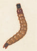 Entomological watercolor painting Pl088 - George Hudson — artwork view