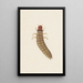 Entomological watercolor painting Pl090 - George Hudson — framed artwork on a wall