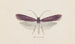 Entomology watercolor Pl093 - George Hudson — artwork view