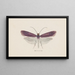 Entomology watercolor Pl093 - George Hudson — framed artwork on a wall