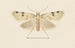 Entomology watercolor Painting Pl094 - George Hudson — artwork view
