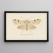 Entomology watercolor Painting Pl094 - George Hudson — framed artwork on a wall